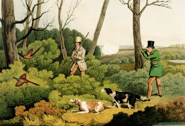 Pheasant Shooting